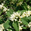 Lonicera oblongifolia P1D